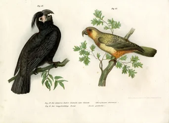 Golia, 1864
